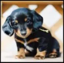 puppy