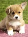 puppy 