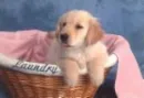 puppy 