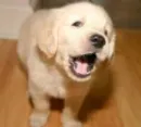 puppy 