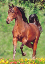 horses Konie