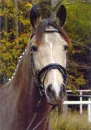 koÅ„ - konie - horse