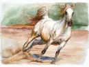 koÅ„ - konie - horse