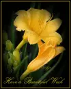 tiger lily flower