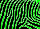 zebra print