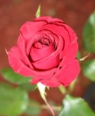 Pretty rose!