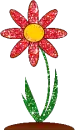 red flower daisy