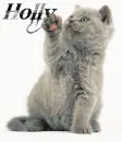 holly