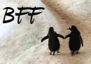 BFF Penguins