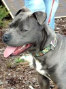 Pitbull