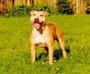 Pitbull