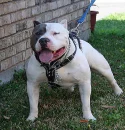 Pitbull