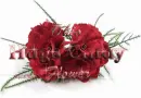 ohio state flower red carnation hugs cindy