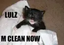 lol cat