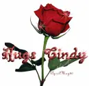red rose hugs cindy