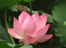 lotus flower