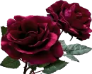 Beautiful  rose