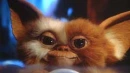 gryzli - gremlin