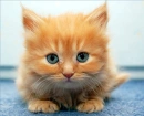 kot - kotek - cat