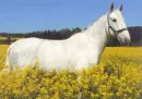 koÅ„ - horse