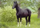 koÅ„ - horse