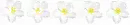 Plumeria divider