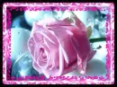 pink rose