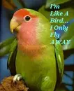 Im Like A Bird...