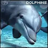 Dolphins