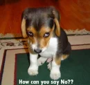 How can you say no?