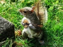 squirrel