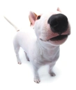The Dog collection