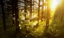 Fairy Dust