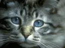 KITTY!