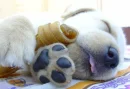 puppy