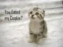 cat you eated my cookie