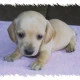 dashound puppy