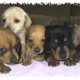 Dashound Puppys