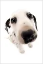 dalmation 