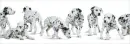 dalmation puppys