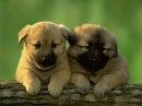 puppys