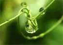 green rain drops