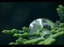 crystal drops