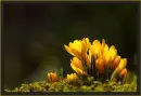 yellow lilies