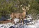 deer