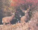 deer