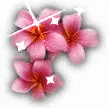 Pink Plumeria 