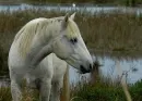 KoÅ„ - horse - pferde