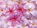 Plumeria