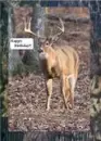 birthday deer